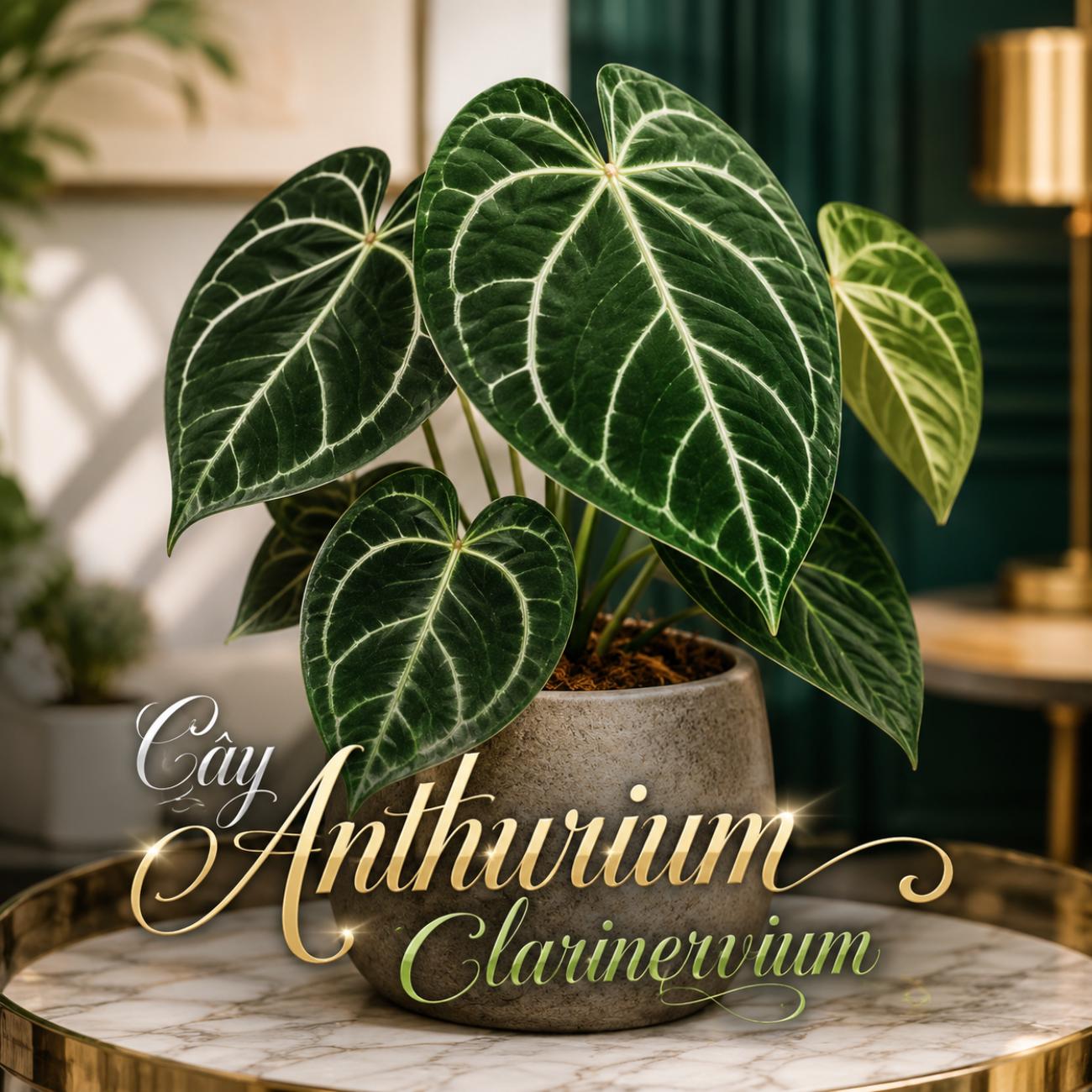 Cây Anthurium Clarinervium