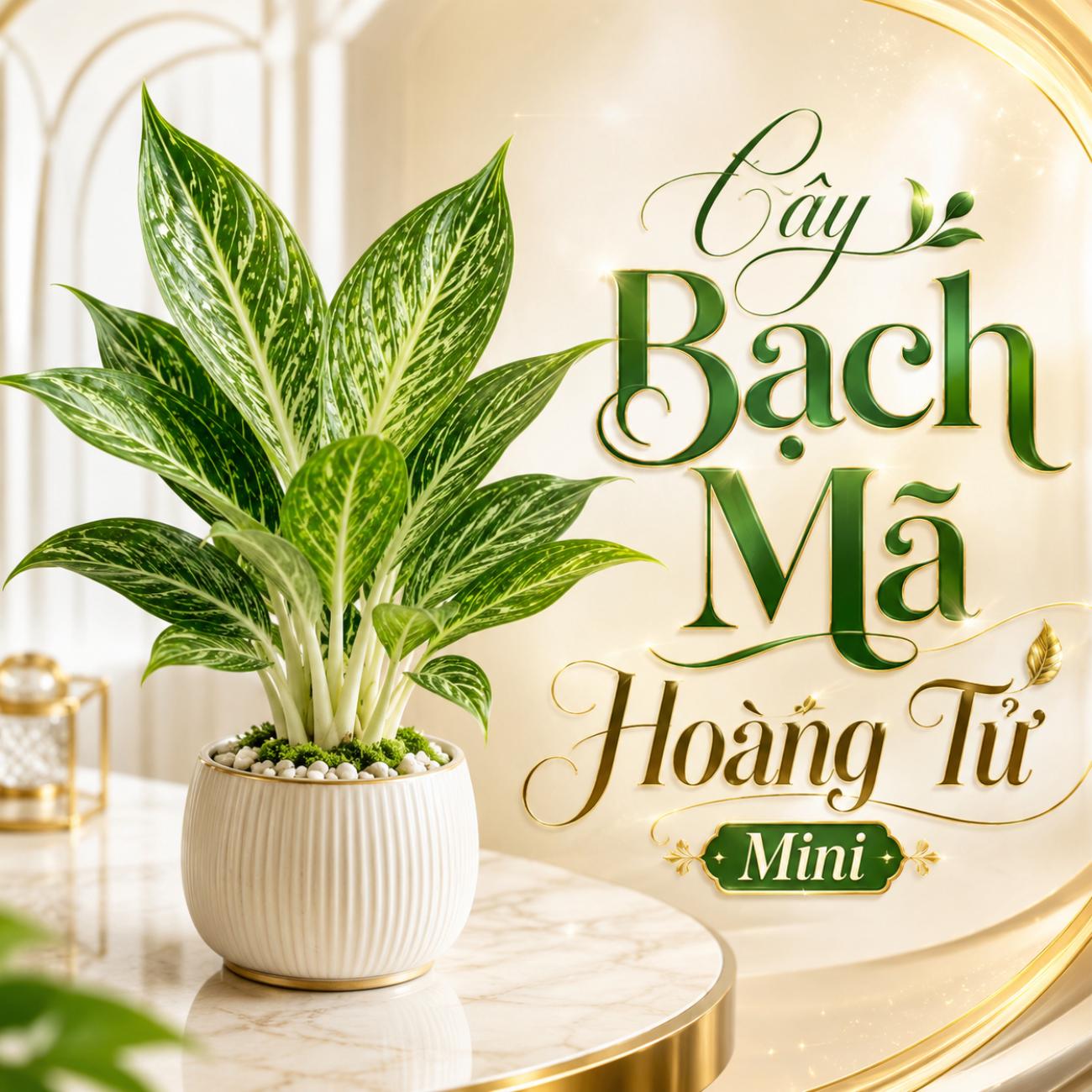 Cây Bạch Mã Hoàng Tử Mini
