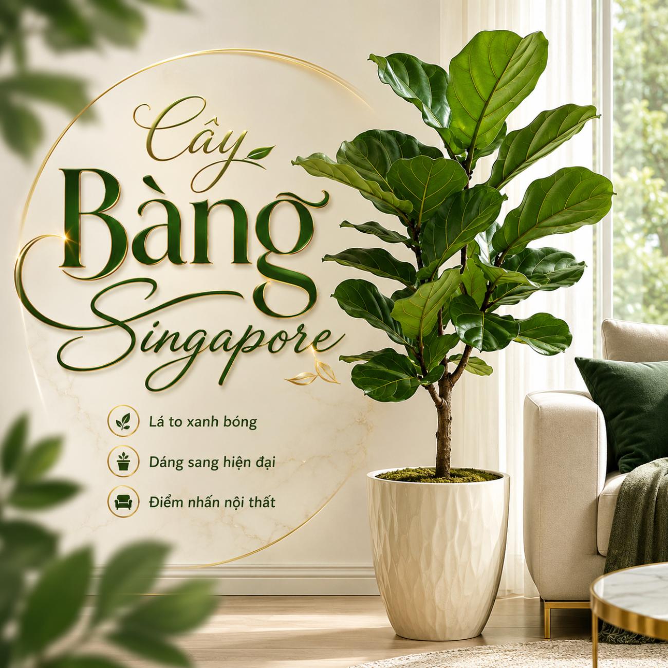 Cây Bàng Singapore