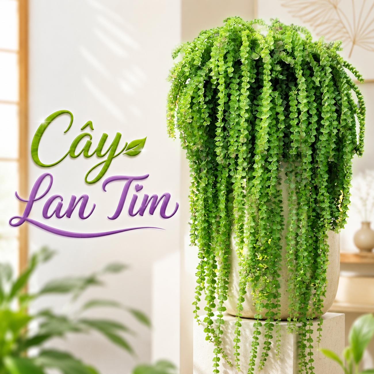 Cây Lan Tim