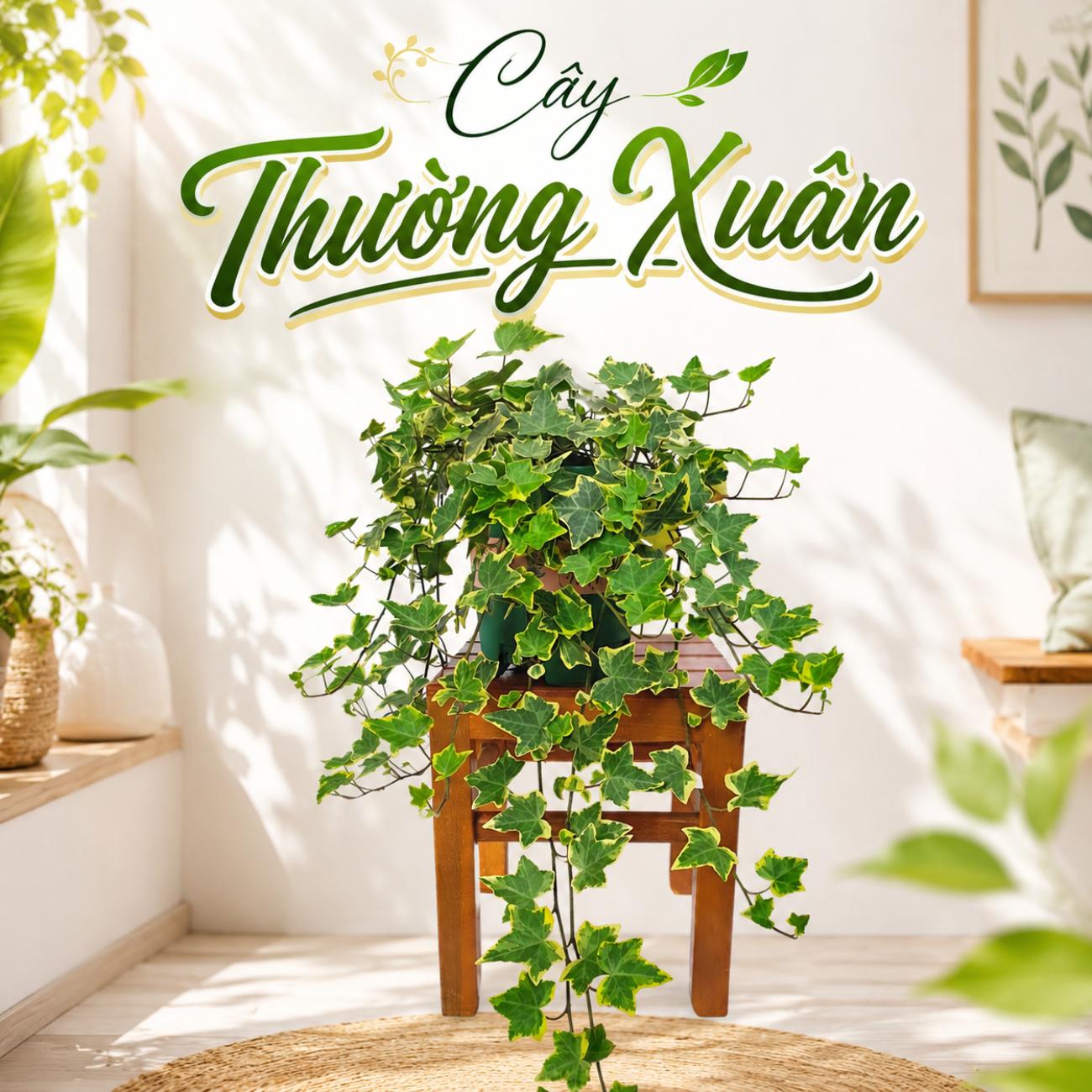 Cây Thường Xuân